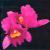 Opeth - Orchid