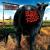 Blink-182 - Dude Ranch