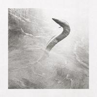 Eel