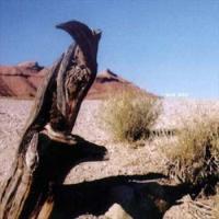 War Bird
