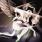 Smashing Pumpkins - Shiny and Oh So Bright, Vol. 1 / LP: No Past. No Future. No Sun.