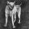 Orochen - Thylacine