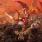 Desert Near The End - The Dawning of the Son
