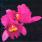 Opeth - Orchid
