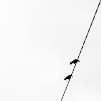 Crows on the Wire